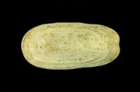 藏品(鴨嘴螺)的圖片